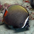 Red tailed Butterflyfish